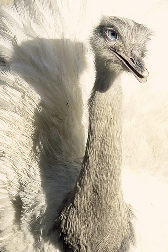 miss avestruz - Kostenloses image #275571