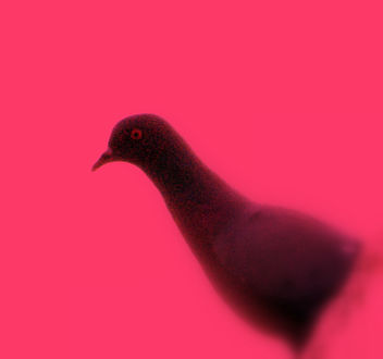 pigeon - бесплатный image #275591