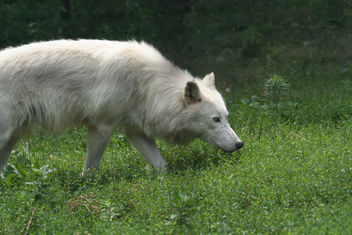 Stalking Arctic Wolf - image gratuit #275631 