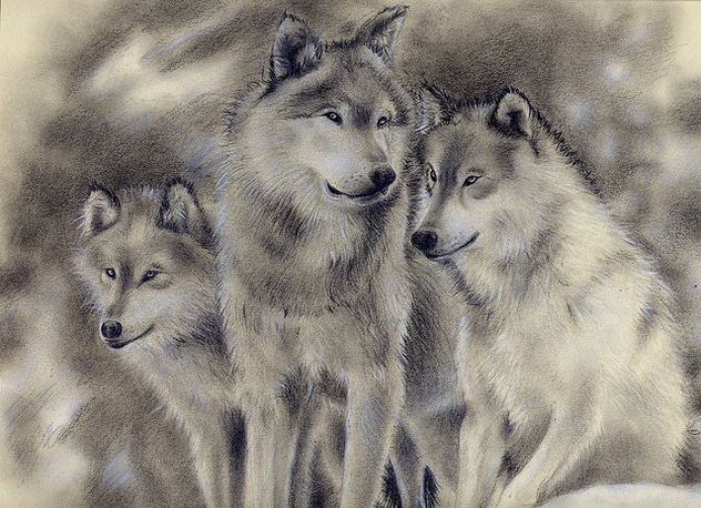 Wolf Family.SOLD - image gratuit #275761 