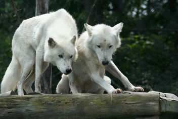Arctic Wolf Pair - image gratuit #275811 