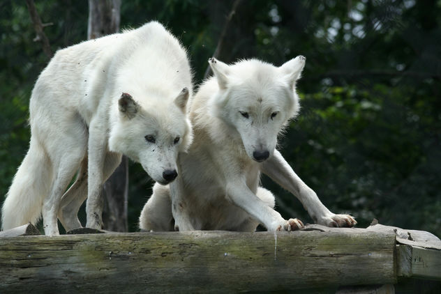 Arctic Wolf Pair - Free image #275811