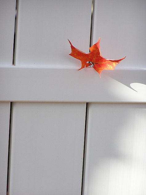 leaf on a white fence - Free image #275841