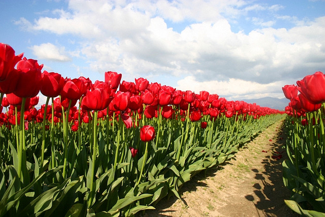 Parting The Red Sea of Tulips - Free image #276091