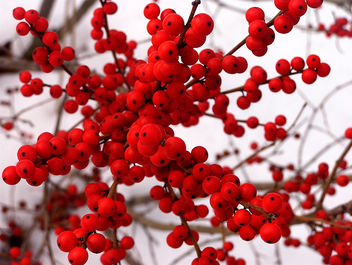 winterberries - бесплатный image #276141