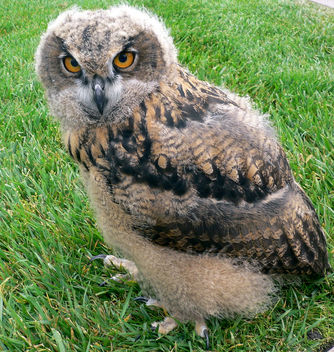 Baby European Eagle Owl - бесплатный image #276371