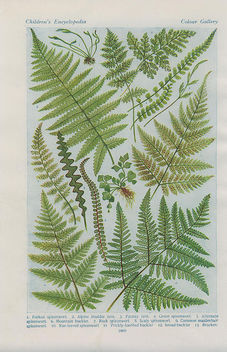 british ferns2 - image gratuit #276401 