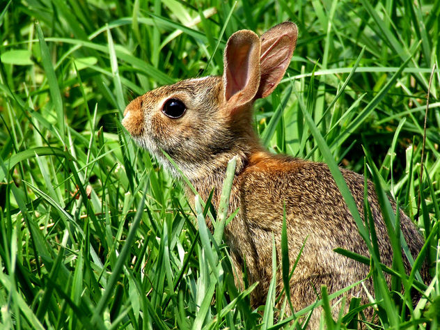 Wild Rabbit - image gratuit #276431 