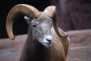 Bighorn sheep - image gratuit #276721 