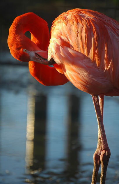 Flamingo - image gratuit #276791 