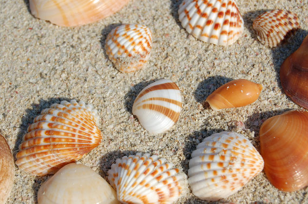 Sea shells 1 - Free image #277111
