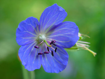 Blue Flower - Kostenloses image #277491