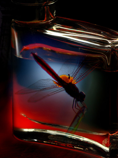 Dragonfly in a bottle - image #277521 gratis