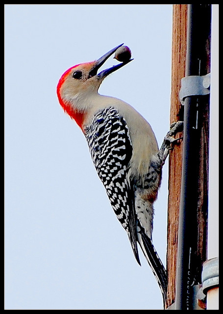 Red-bellied Woodpecker - image gratuit #277551 