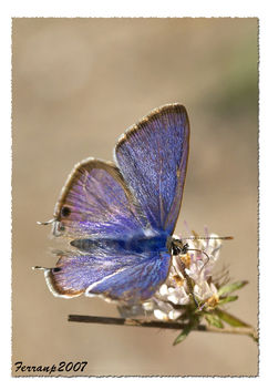 papallona 03 - mariposa, canela estriada - butterfly, Long-tailed Pea-blue - lampides boeticus - бесплатный image #277631