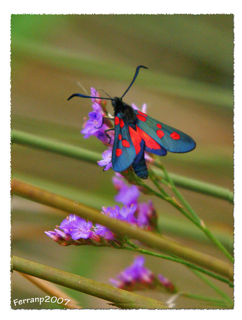 gitana 02 - zygaena trifolli - butterfly - Kostenloses image #277681