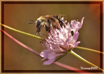 abella 02- abeja - bee - apis mellifera - image #277751 gratis