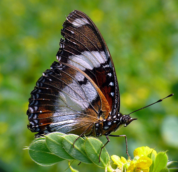 Great Eggfly - Free image #277861
