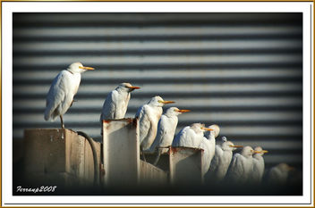 Esplugabous 06 - Garcilla bueyera - Cattle egrett - bubulcus ibis - Free image #277951