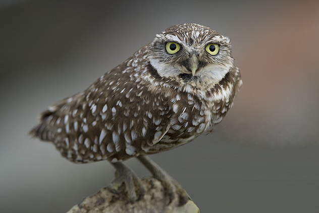 Burrowing Owl (Athene cunicularia) - image #278011 gratis
