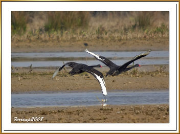 pareja de cisnes negros 05 - Black Swan - cygnus atratus - image gratuit #278031 
