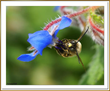 abeja libando una borraja 03 - bee sucking a borage flower - abella libant una borraina - Free image #278131