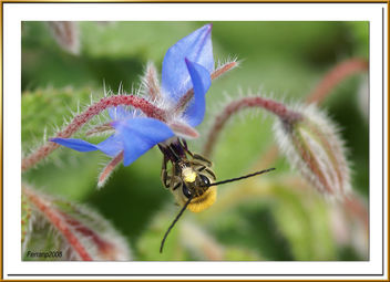 abeja libando una borraja 02 - bee sucking a borage flower - abella libant una borraina - image gratuit #278141 