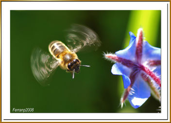 abeja libando una borraja 06 - bee sucking a borage flower - abella libant una borraina - Free image #278161