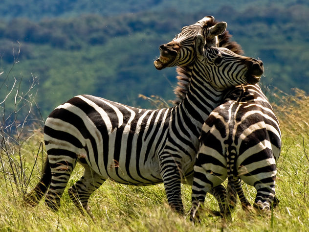 Duelling Zebras - image gratuit #278221 