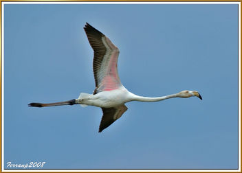 flamencs volant 04 - flamencos en vuelo - greaters flamingos in fligth - phoenicoterus ruber - Kostenloses image #278271