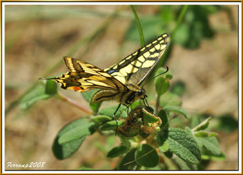 mariposa rey 02 - papallona rei - papilio machaon - image #278311 gratis