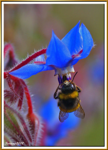 abejorro libando una borraja 02 - bumble bee sucking a borage flower - borinot libant una borraina - Free image #278391
