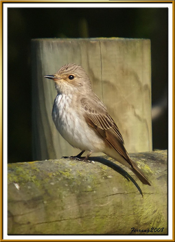 papamoscas gris 02 - papamosques gris - muscicapa striata - spotted flycatcher - image gratuit #278411 
