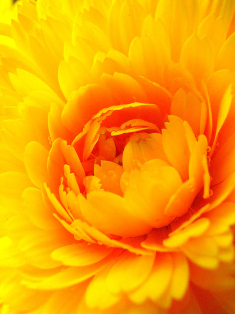 Yellow and Orange - image #278461 gratis