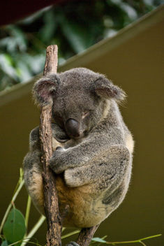 Koala Bear - Free image #278541