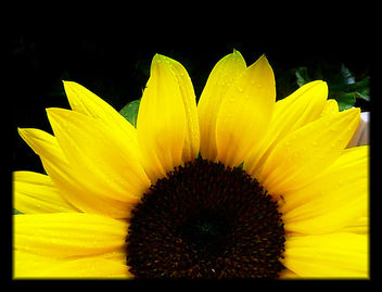 Sonnenblume - Kostenloses image #278611