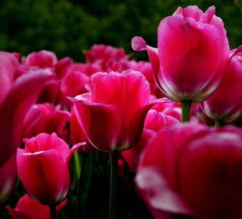 Tulips - image #278831 gratis