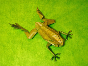 tree frog - image #278861 gratis