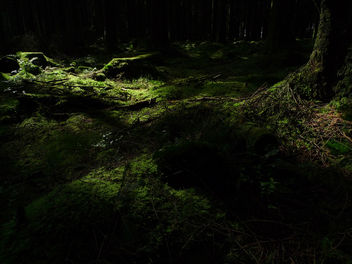Forest Floor - Free image #278911