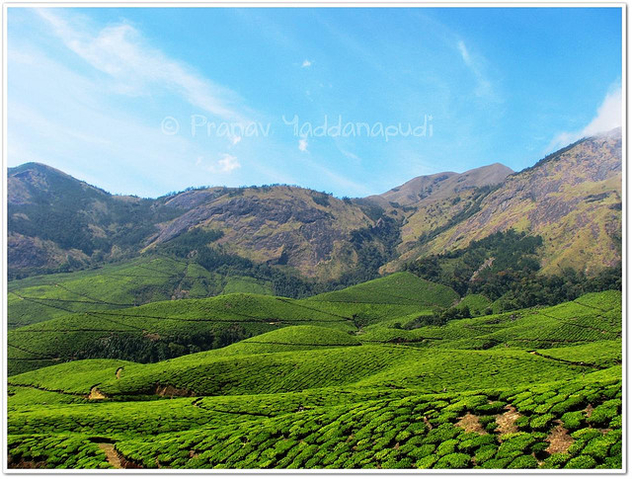 nature's beauty in munnar - Free image #279401