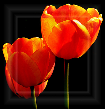 The Tulips - Free image #279431