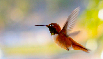 Hummingbird - image #279691 gratis