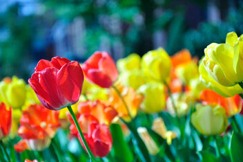 Tulips/The Language of Flowers (15/52) - image #279701 gratis