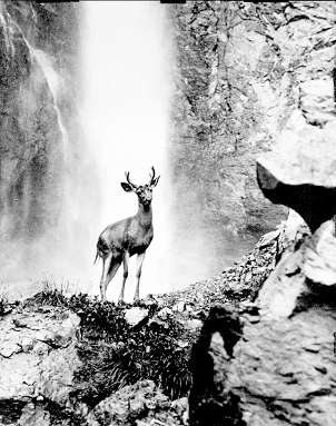 Deer at waterfall, 1939 - Kostenloses image #279731