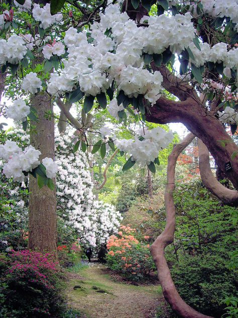 Through Top Walk, Leonardslee Gardens - image #279821 gratis