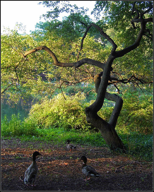 Central Park Bird Talk 