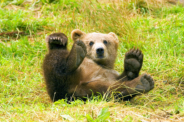 Brown Bear having fun, rolling in the grass on his back with paws up - Kostenloses image #280141