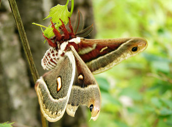 Columbia Silk Moth - image gratuit #280251 