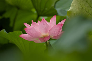 Lotus in Tokyo 1 - image #280291 gratis