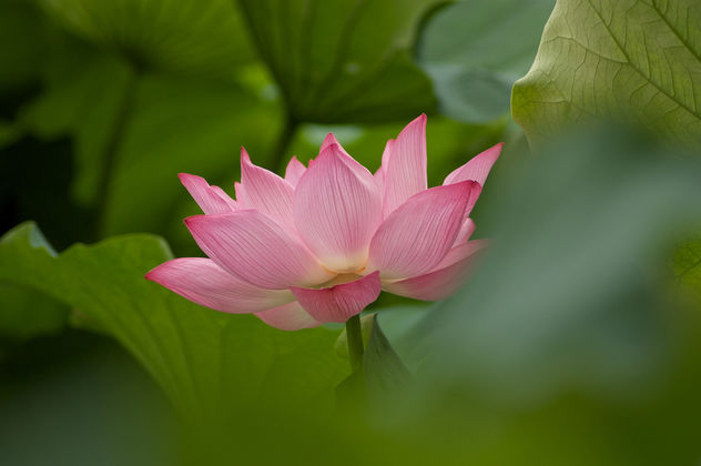 Lotus in Tokyo 1 - Free image #280291
